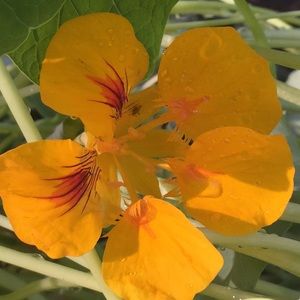 Meet your Posher, Trish